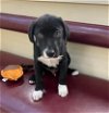 adoptable Dog in sanford, FL named Blackberry *FH