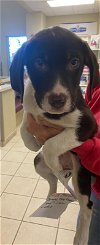 adoptable Dog in sanford, FL named Banana *FH