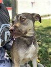 adoptable Dog in sanford, FL named Little Man