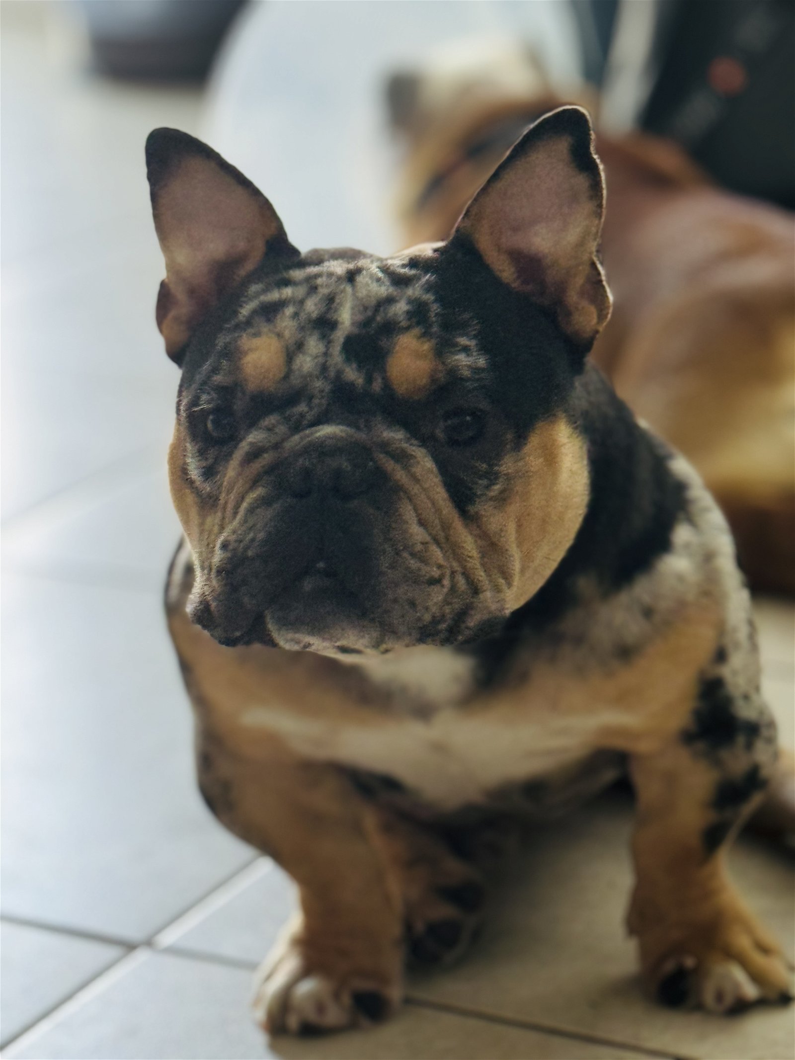 adoptable Dog in Sanford, FL named Versace