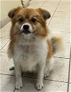 adoptable Dog in sanford, FL named Pom-Pom *FH*