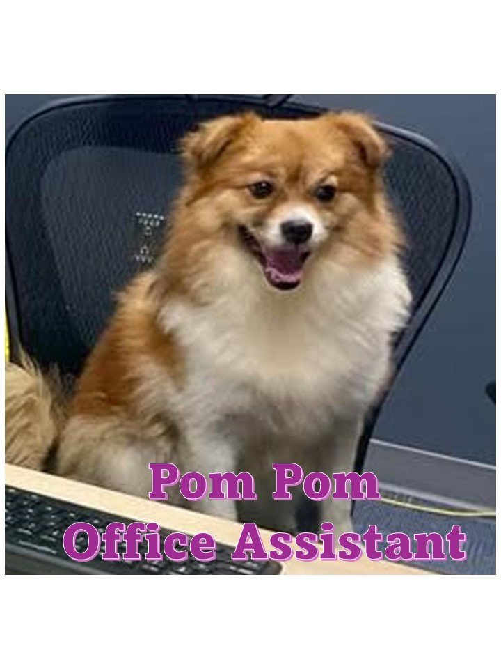 adoptable Dog in Sanford, FL named Pom-Pom *FH*