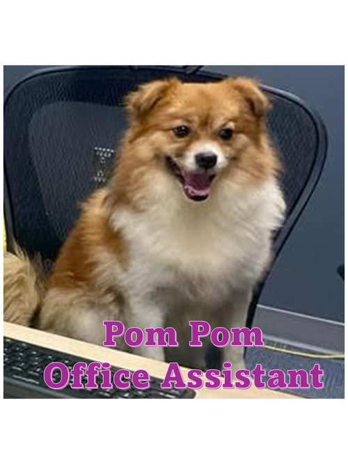 Pom-Pom