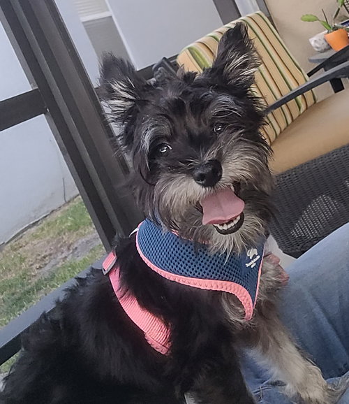 Tippie