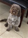 adoptable Dog in sanford, FL named Teddy