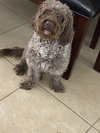 Teddy