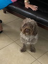 Teddy