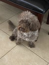 Teddy