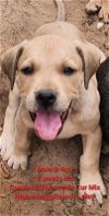 adoptable Dog in , FL named Bob *FH