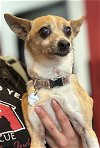 adoptable Dog in sanford, FL named Aurora *FH