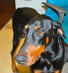 Champ the Dobie