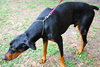 Champ the Dobie