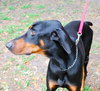 Champ the Dobie