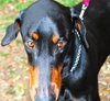 Champ the Dobie
