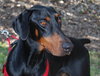 Champ the Dobie