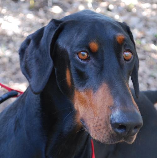 Champ the Dobie