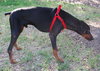 Champ the Dobie