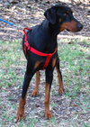 Champ the Dobie