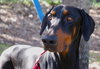 Champ the Dobie