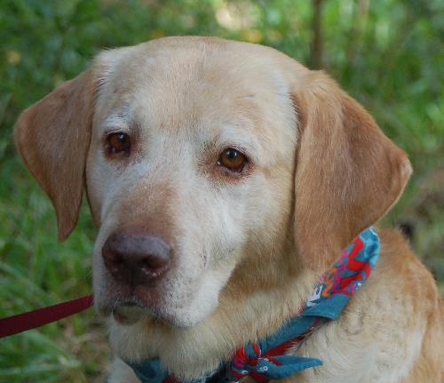 Tracker the Yellow Lab