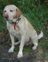 Tracker the Yellow Lab