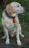 Tracker the Yellow Lab