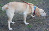 Tracker the Yellow Lab