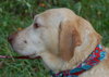 Tracker the Yellow Lab
