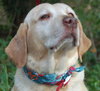 Tracker the Yellow Lab
