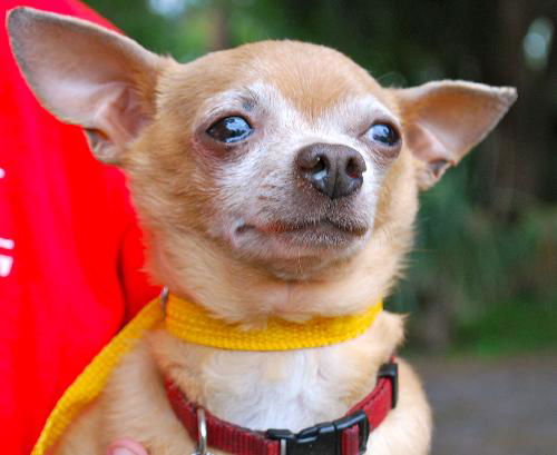 Peanut the Chihuahua