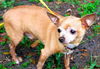 Peanut the Chihuahua