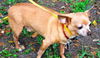 Peanut the Chihuahua