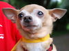Peanut the Chihuahua