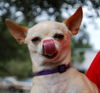 Penelope the Chihauhau