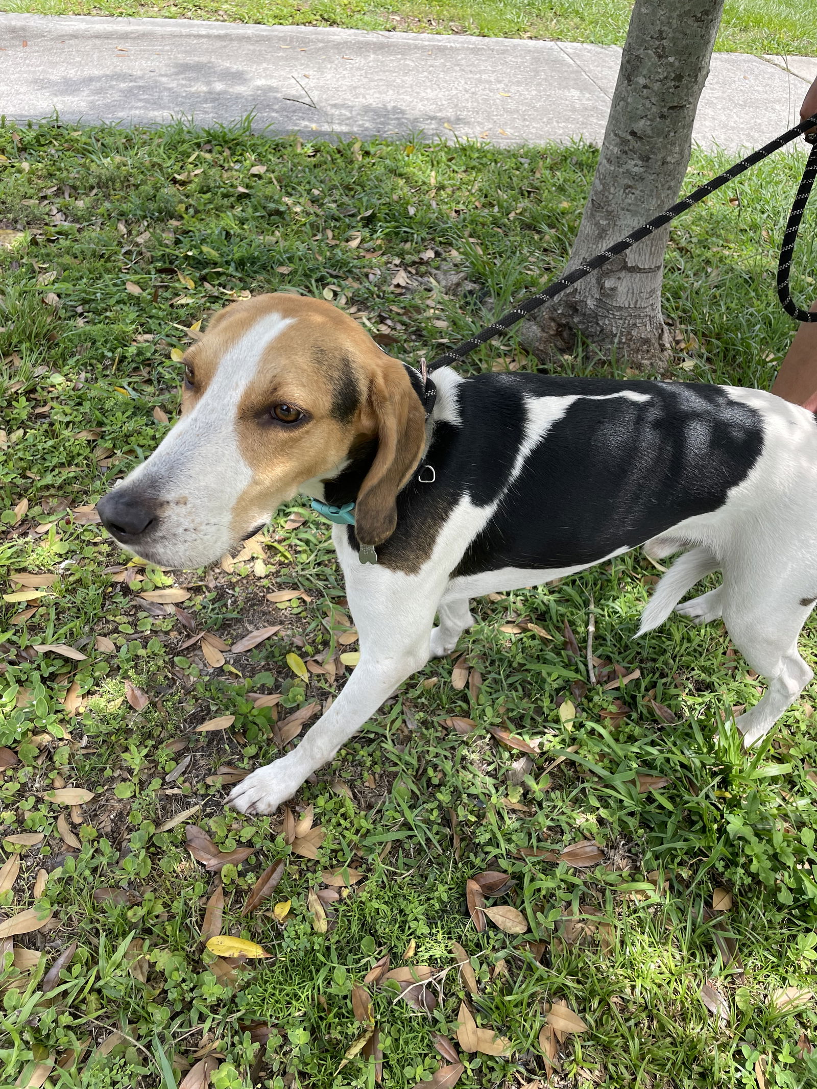 adoptable Dog in Sanford, FL named Wallace *TRAINING CAMP Graduate*