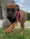 Zoie the PUPPY