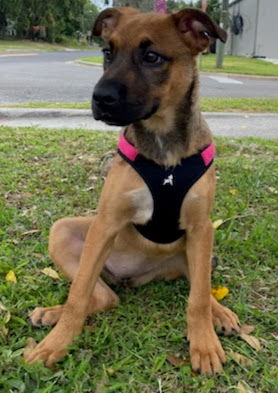Zoie the PUPPY