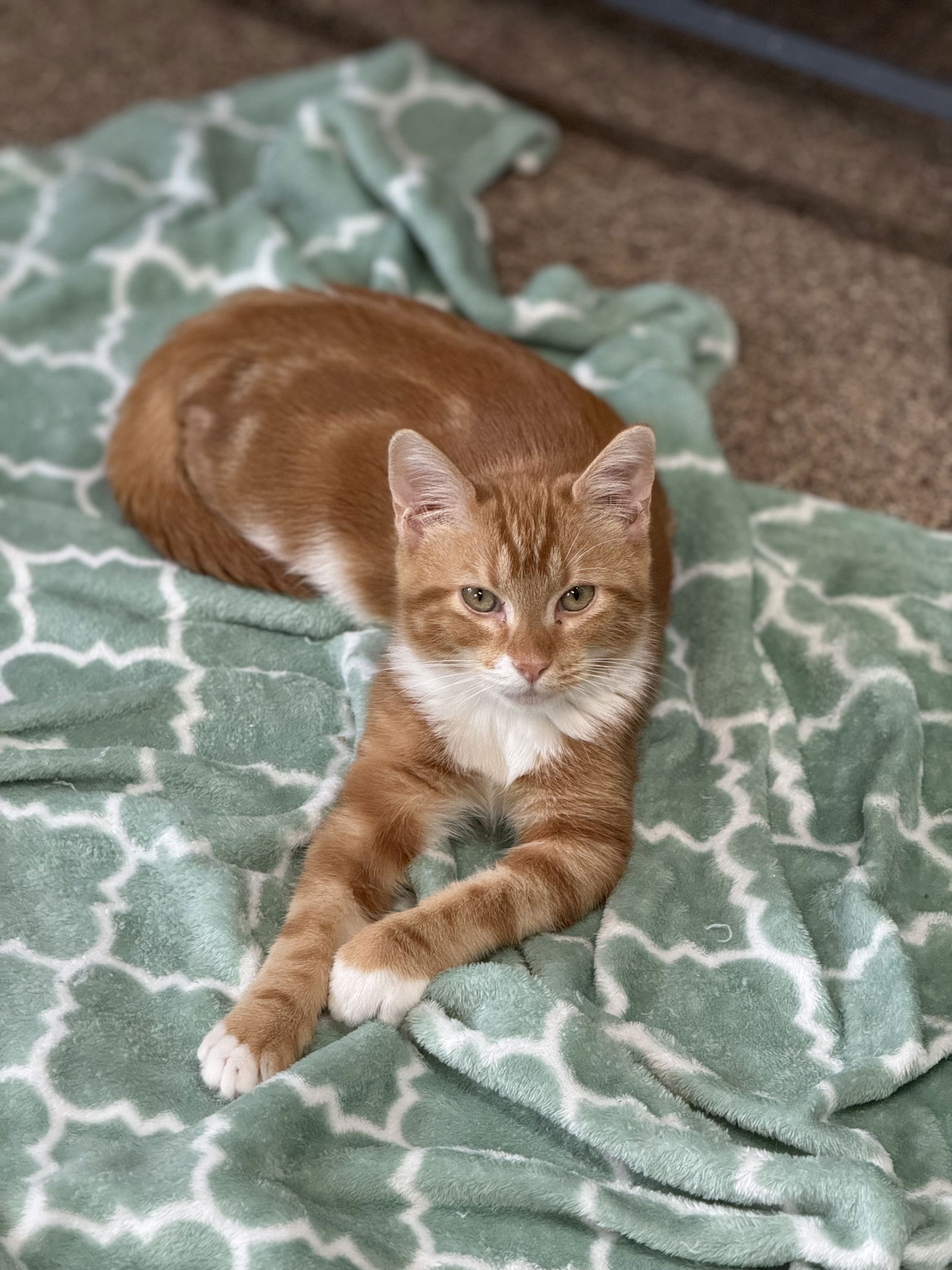 adoptable Cat in Sanford, FL named Fox Trot