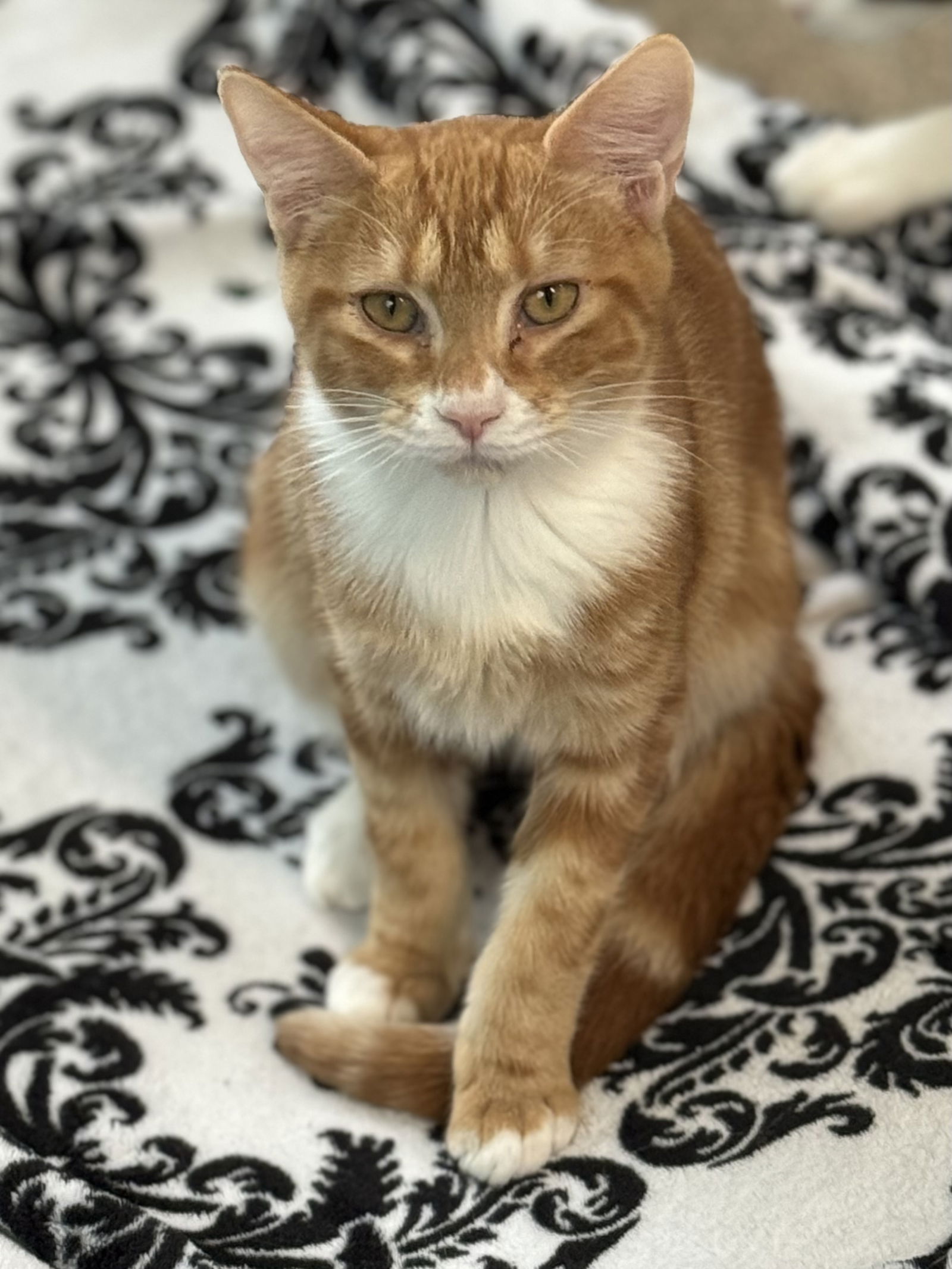 adoptable Cat in Sanford, FL named Waltz