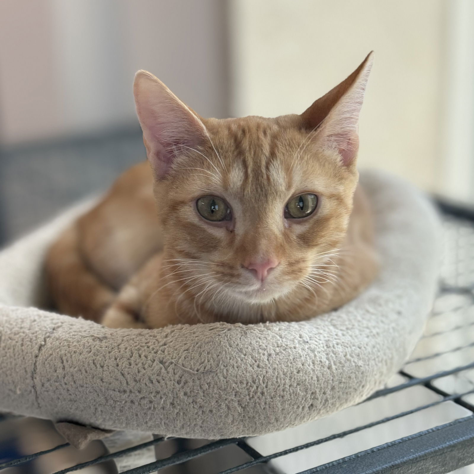 adoptable Cat in Sanford, FL named Tango