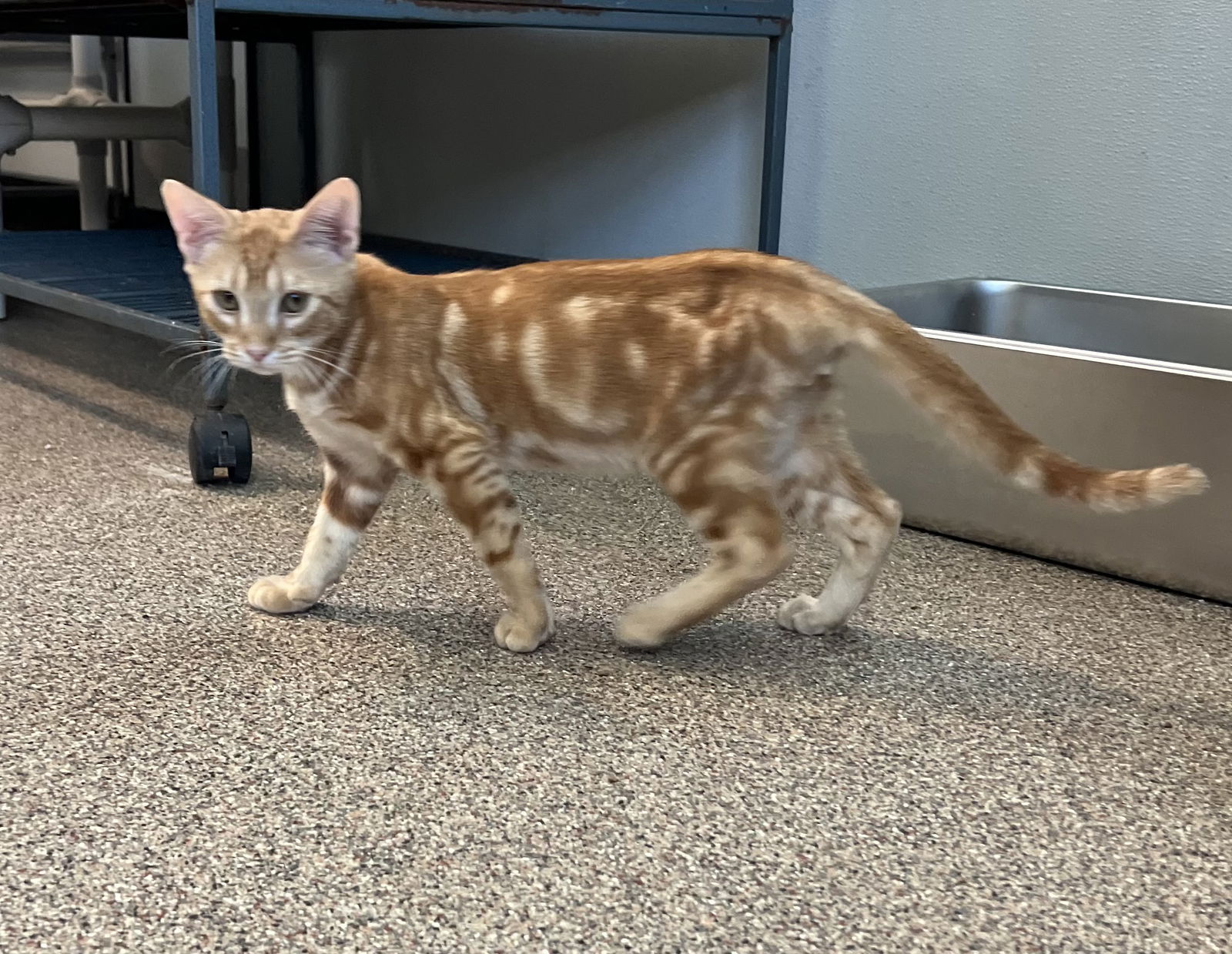 adoptable Cat in Sanford, FL named Mambo