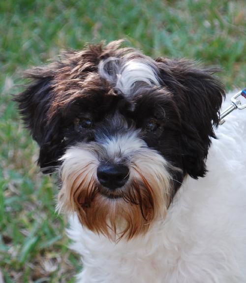 Daisy the Schnauzer