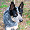Steeler the Australian Cattledog
