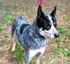 Steeler the Australian Cattledog