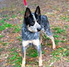 Steeler the Australian Cattledog