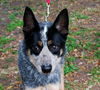 Steeler the Australian Cattledog