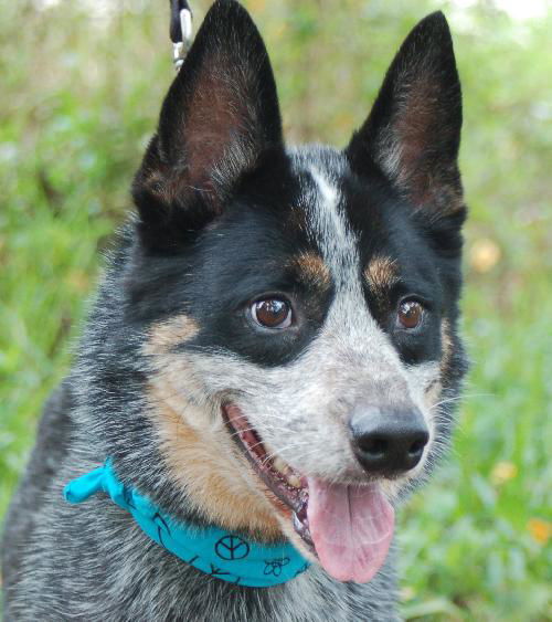 Steeler the Australian Cattledog