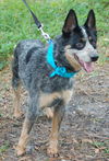 Steeler the Australian Cattledog