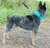 Steeler the Australian Cattledog