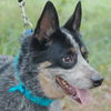 Steeler the Australian Cattledog